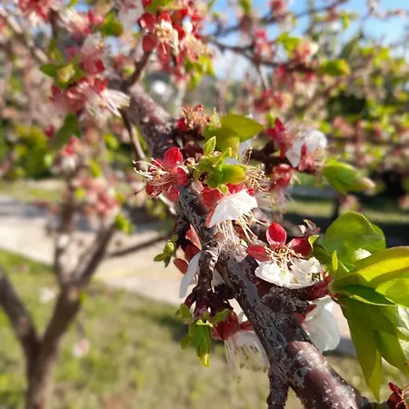 La Casa Al Mare 別荘 *